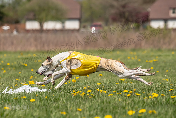 Finals Specials A4 Mica Carnie Marlee-4357
