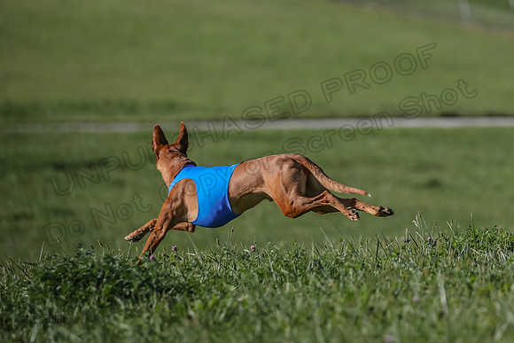 1 Prelims Vet 1 Precious Cayper Copper-4381
