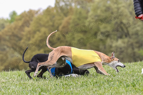 Finals Open C3, Sparky Margot Shine-0723
