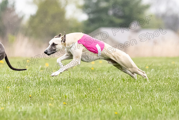 Finals Open E1 Trixie Fandom Sneakers-8782