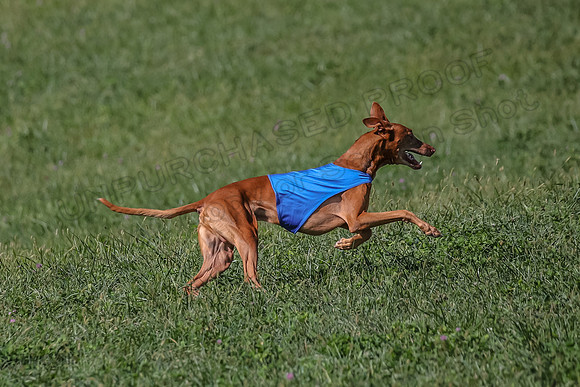 2 Finals Vet 1 Precious Copper Cayper-7299