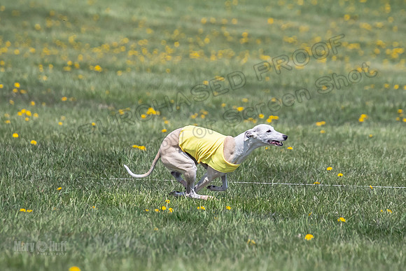 1Prelims Veterans 5 Rosie Smudge Smokey-1808