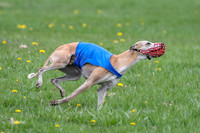 Finals Whippet Open-4684