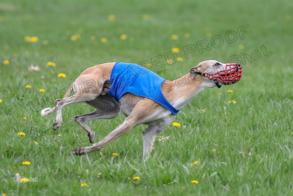 Finals Whippet Open-4684