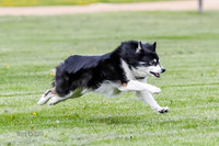 Cat Test 1-0241