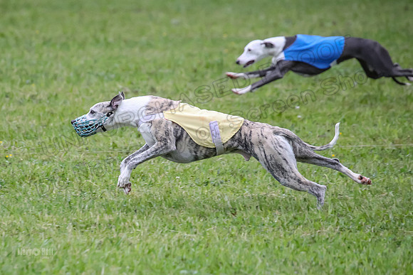 Prelim Open B2, Easy Cardi Minerva-8414