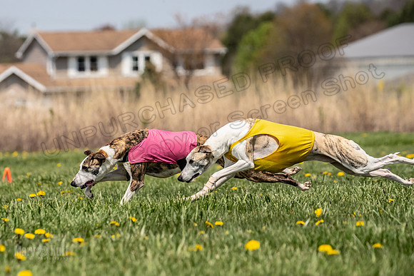Finals Specials A4 Mica Carnie Marlee-4350