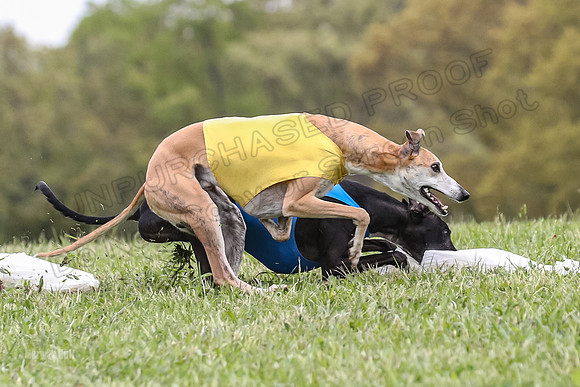Finals Open C3, Sparky Margot Shine-0721