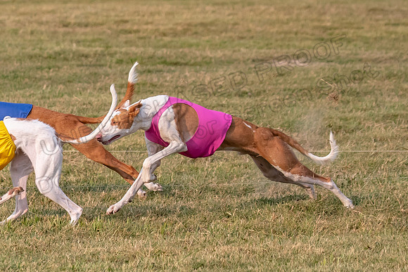 1prelims Fch 1prelim 1 Willow Fable Penny-3446
