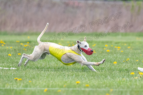 Finals Fch A2 Zinger Rush-9171