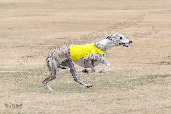 1Prelim Open 3 Eggsy Trixie Treble-3029