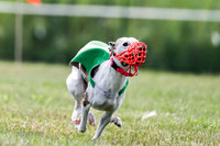 Puppy, Gambit-1613