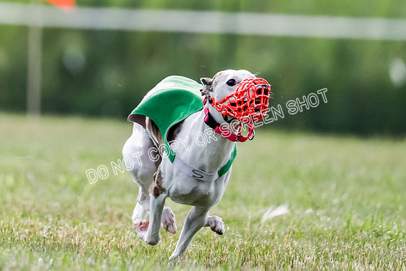 Puppy, Gambit-1613