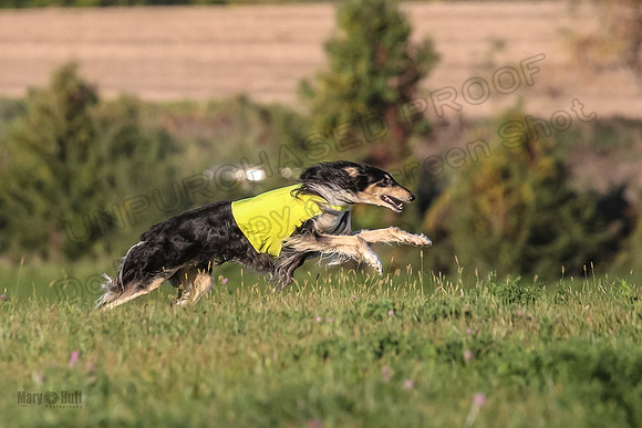 1 Prelims Vet 1 Yaro Chase Zip-3040