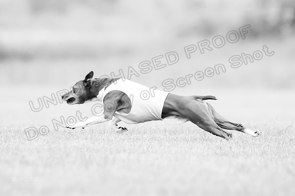 Prelims Rye-0951-2