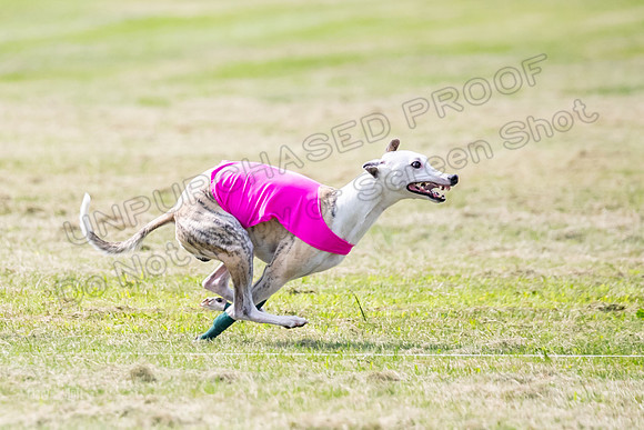 prelims Fch-Vet Arrow Wilson-7619