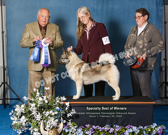Elkhound 2020-1051-Edit