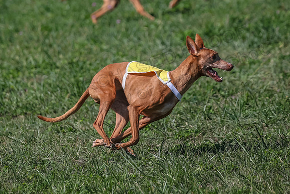 2 Finals Vet 1 Precious Copper Cayper-7316