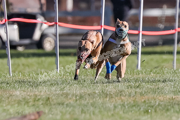Prg 1, Race 19, Picanha Nibbles Cutter Tanooki Cheetah-9287