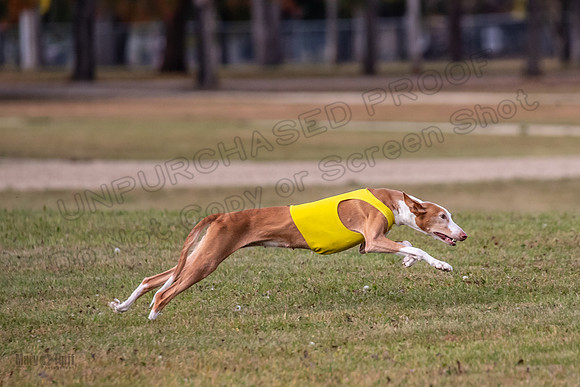 Finals Vet Izzy Thea-3288