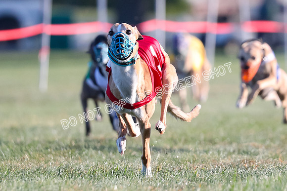 Prg 1, Race 10 Seavey Came Taho Ruffian Halima Flynn One Photo, Camera Malfunction-9142