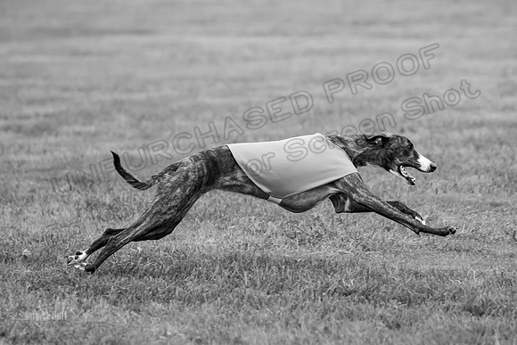 Prelims Lena-0788-2