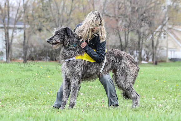 Finals Scottish Deerhound-4632