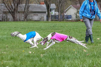 Finals Whippet Open-4656