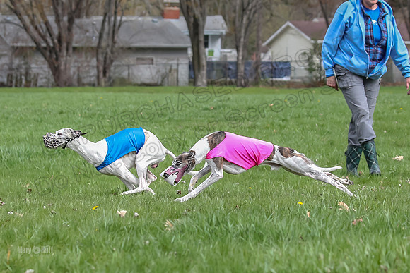 Finals Whippet Open-4656