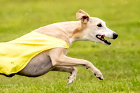 Prelims Fch-Vet 1, Buttercup Wilson-0360