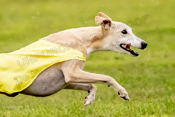 Prelims Fch-Vet 1, Buttercup Wilson-0360