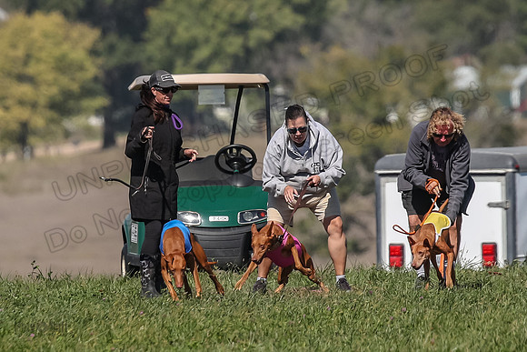 2 Finals Vet 1 Precious Copper Cayper-7228