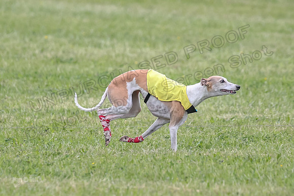 Prelim Veterans 1, Cheers Dora LittleBit-0087