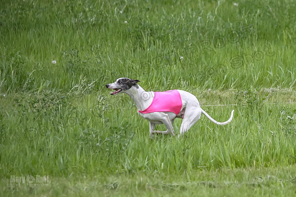 Finals Fch Flare Huxley Buttercup-8900