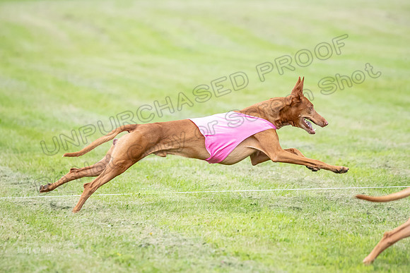 Prelims Pharaoh-7298