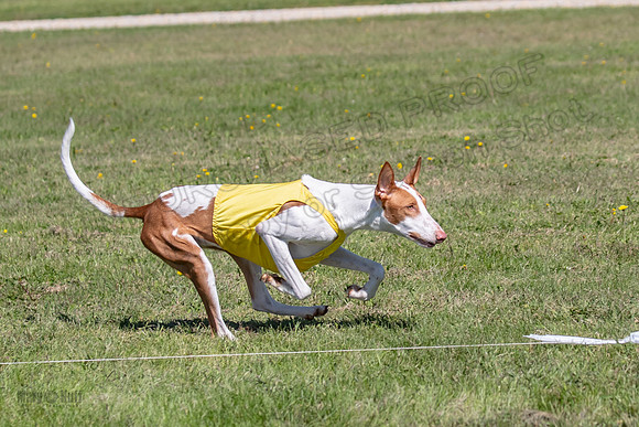 Prelims Open Jagger Maverick-5372