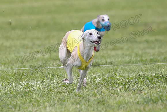 Finals Open C1, Oscar Strummer Rex-0627