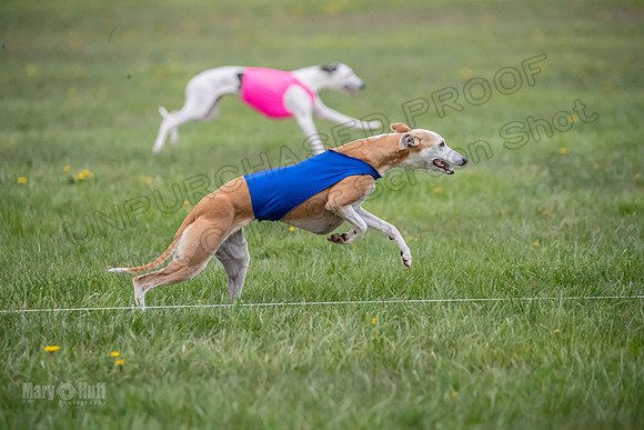 1 Prelim Open A3 Jethro Natasha Scarlet -6284