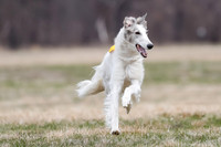 Borzoi