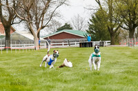 WRA, Prg 2, Race 1, Puppy, Gnochhi Sprig-8549