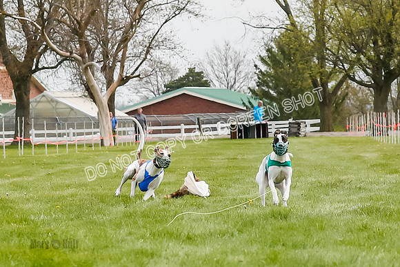WRA, Prg 2, Race 1, Puppy, Gnochhi Sprig-8549
