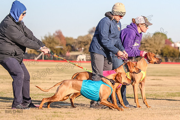 1prelims Open 1 Chief Coco Rein-9522