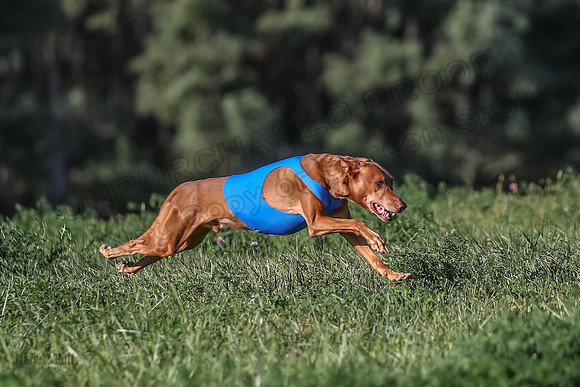 1 Prelims Vet 1 Precious Cayper Copper-4301