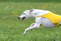 Finals Whippet Veteran-4740