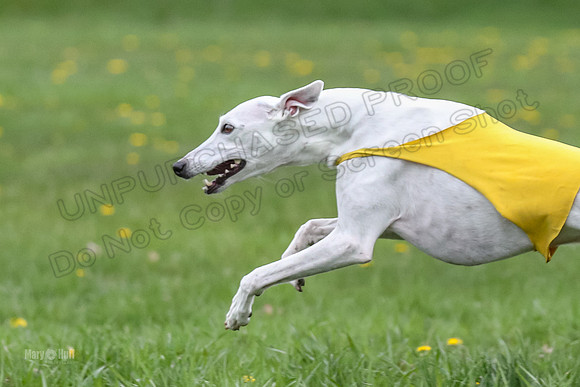 Finals Whippet Veteran-4740