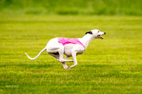 Prelims Fch-Vet 2, Flare Huxley-0364