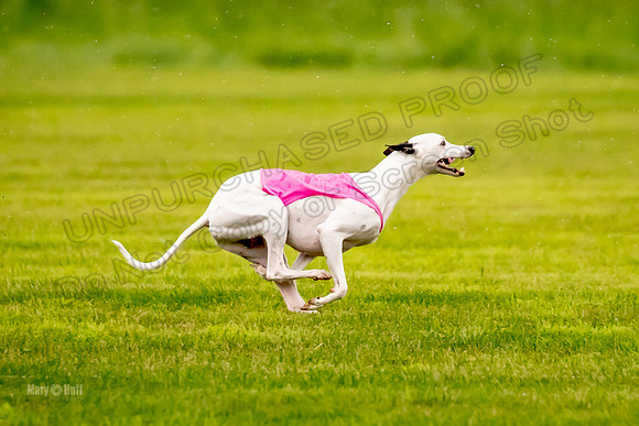 Prelims Fch-Vet 2, Flare Huxley-0364