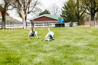 WRA, Prg 2, Race 1, Puppy, Gnochhi Sprig-8546