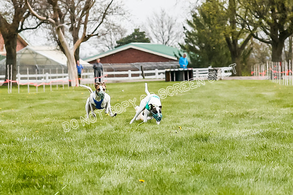 WRA, Prg 2, Race 1, Puppy, Gnochhi Sprig-8546