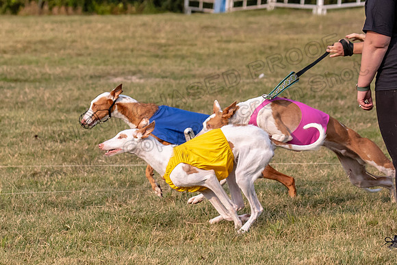 1prelims Fch 1prelim 1 Willow Fable Penny-3441